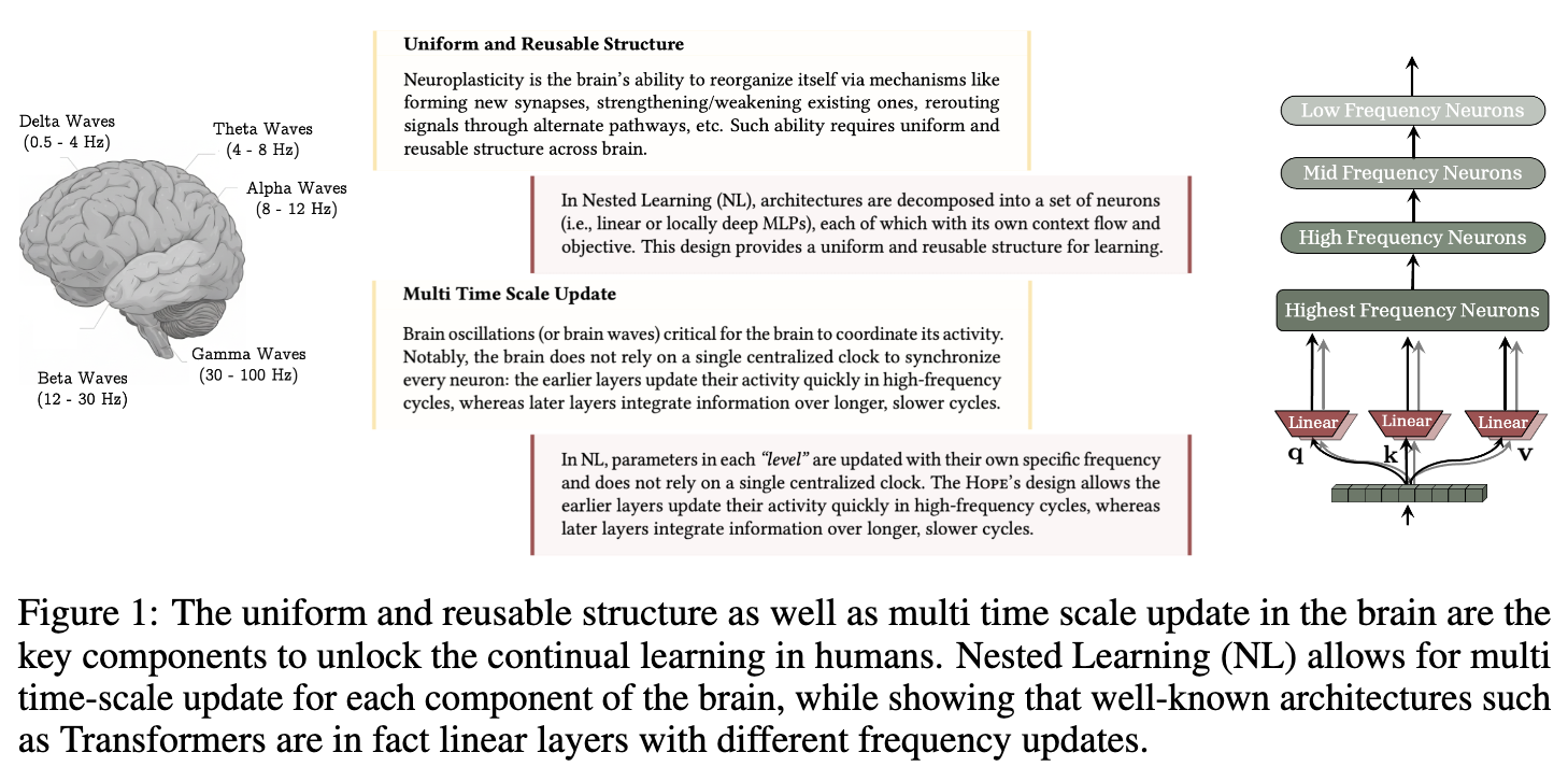 脑电波与嵌套学习中的多时间尺度更新类比